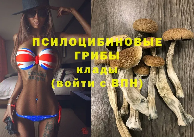 где купить   Артёмовский  Псилоцибиновые грибы MAGIC MUSHROOMS 